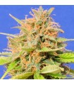 Auto Girl Scout Cookies fem. Original Sensible