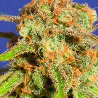 Auto Bruce Banner N3 10 u. fem. Original Sensible