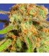 Auto Bruce Banner N3 fem. Original Sensible