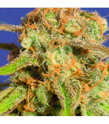 Auto Bruce Banner N3 fem. Original Sensible