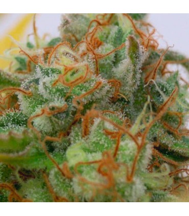 Auto Gorilla Glue N4  3 u. fem. Original Sensible