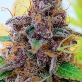 Auto Gelato fem. Original Sensible