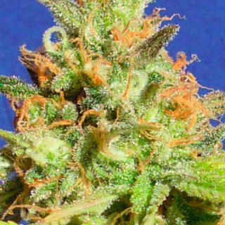 Auto Zkittlez fem. Original Sensible