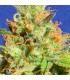 Auto Zkittlez  3 u. fem. Original Sensible