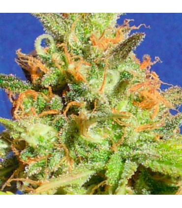 Auto Zkittlez  3 u. fem. Original Sensible