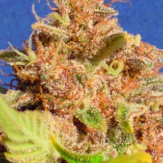 Auto Wedding Cake fem. Original Sensible