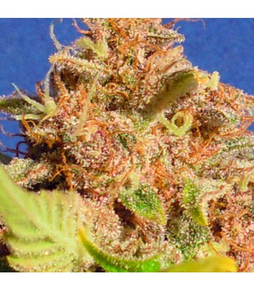 Auto Wedding Cake  5 u. fem. Original Sensible