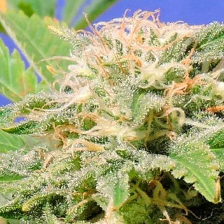 Kali AK  5 u. fem. Original Sensible