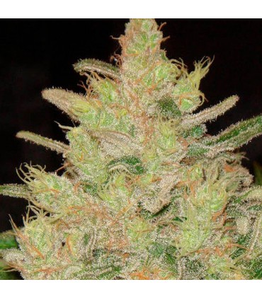Blueberry Ghost OG fem. Original Sensible