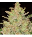 Blueberry Ghost OG fem. Original Sensible