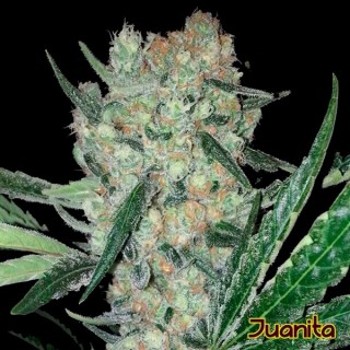 Juanita  3 u. fem. Original Sensible