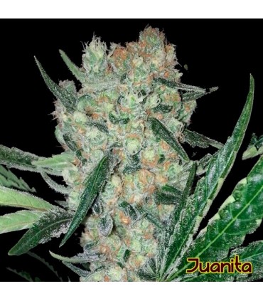 Juanita  5 u. fem. Original Sensible