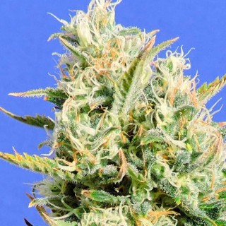 CBD Lemon AID fem. Original Sensible