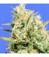 CBD Lemon AID  5 u. fem. Original Sensible