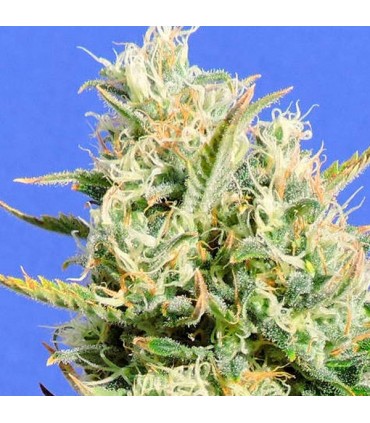 CBD Lemon AID  5 u. fem. Original Sensible