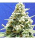 Amnesia Lemon Kush 10 u. fem. Original Sensible