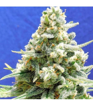Amnesia Lemon Kush 10 u. fem. Original Sensible