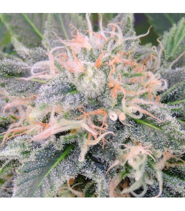 Black Ghost OG  5 u. fem. Original Sensible