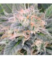 Black Ghost OG  5 u. fem. Original Sensible