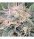 Black Ghost OG 10 u. fem. Original Sensible