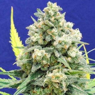 White Critical fem. Original Sensible