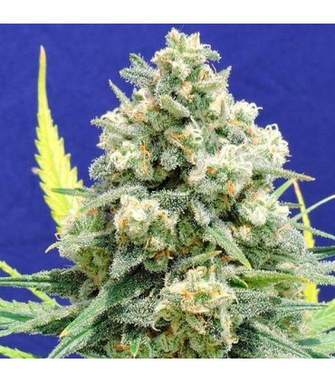 White Critical  5 u. fem. Original Sensible