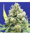 White Critical 10 u. fem. Original Sensible
