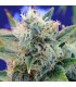 Girl Scout Cookies fem. Original Sensible