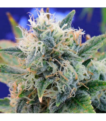 Girl Scout Cookies fem. Original Sensible