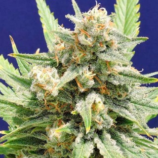 Stinkin Bishop  5 u. fem. Original Sensible