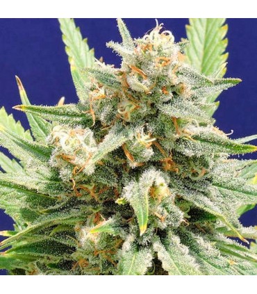 Stinkin Bishop  5 u. fem. Original Sensible