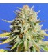 Gorilla Glue N 4  5 u. fem. Original Sensible
