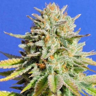 Gorilla Glue N 4  5 u. fem. Original Sensible