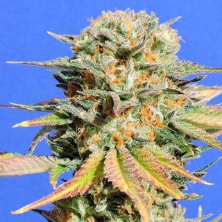 Bruce Banner N 3 fem. Original Sensible