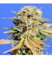 Bruce Banner N 3 10 u. fem. Original Sensible