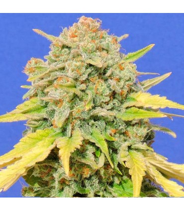 Zkittlez  5 u. fem. Original Sensible