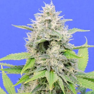 Zkittlzy Gorilla fem. Original Sensible