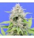 Zkittlzy Gorilla 10 u. fem. Original Sensible