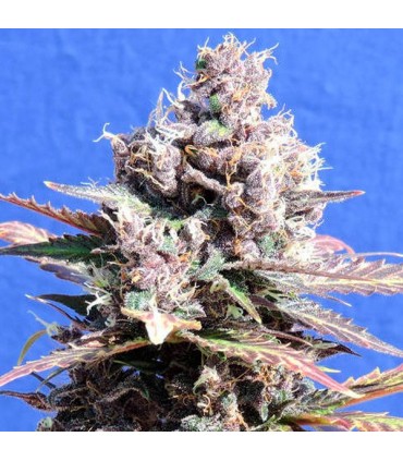 Gelato  3 u. fem. Original Sensible