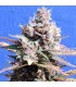 Gelato 10 u. fem. Original Sensible