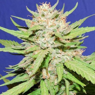Wedding Cake fem. Original Sensible