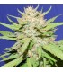 Wedding Cake  5 u. fem. Original Sensible