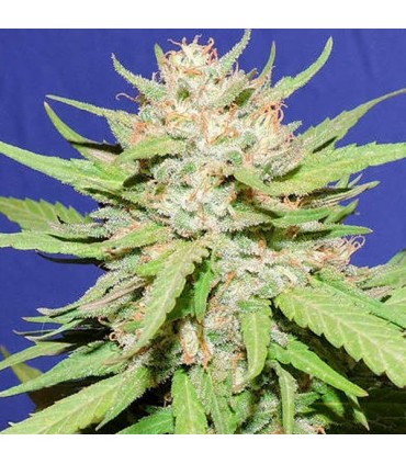 Wedding Cake  5 u. fem. Original Sensible