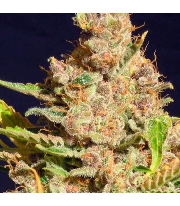 Alien Gorilla  3 u. fem. Original Sensible