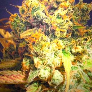 DR. Bruce Banner CBD 10 u. fem. Original Sensible