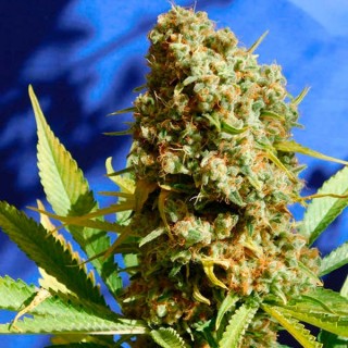 Bruce Banner N 3 Fast fem. Original Sensible