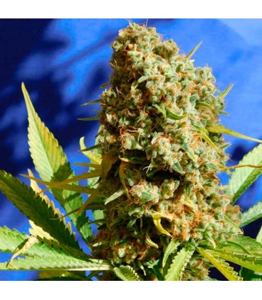 Bruce Banner N 3 Fast  5 u. fem. Original Sensible