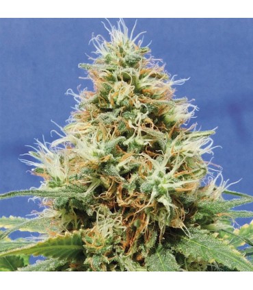 Dos Si Dos OG  3 u. fem. Original Sensible