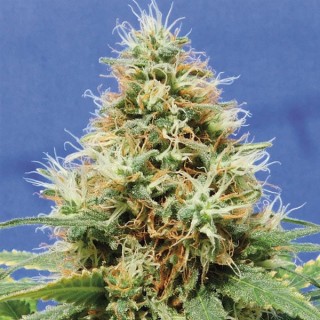 Dos Si Dos OG 10 u. fem. Original Sensible