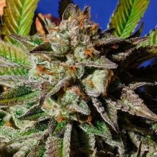 Bruce Cookies fem. Original Sensible